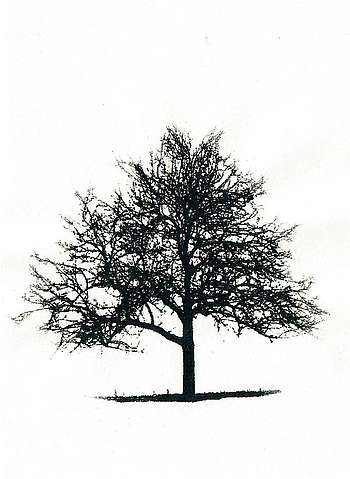 Baum - MiScreen-Siebdruck © Sandra Jacques