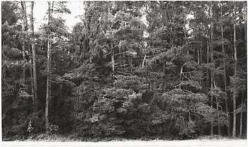 Wald Heliogravüre 2018 27,5 x 46,5 cm - Alois Achatz